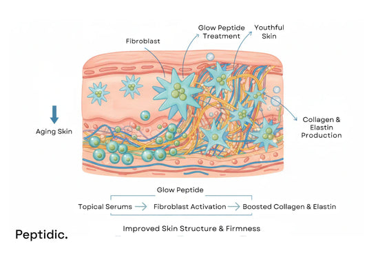 How Does Glow Peptide Influence Fibroblast Activity to Increase Skin Elasticity?