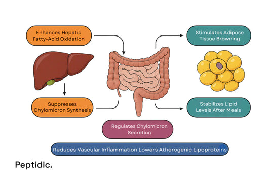 Can GLP-1 Pathways Help Regulate Lipid Metabolism in Atherogenic Dyslipidemia?