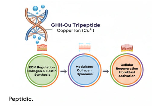 How Does GHK-Cu Scientifically Promote Skin Repair and Combat Aging?