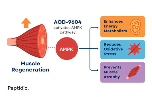 Can AOD assist recovery from muscle wasting in cachexia or sarcopenia?