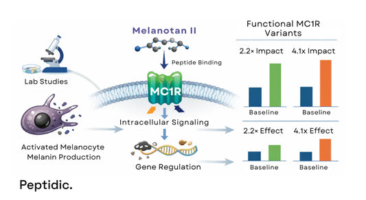 How Does Melanotan II Affect MC1 Receptor Activity in Skin Pigmentation Research?