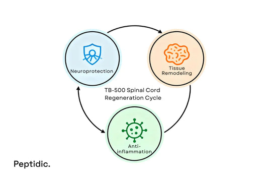 Does TB-500 Promote Repair in Spinal Cord Damage?