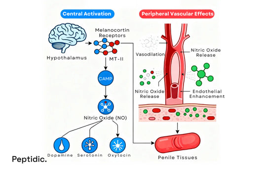What Mechanisms Explain Melanotan II’s Effect on Erectile Function?
