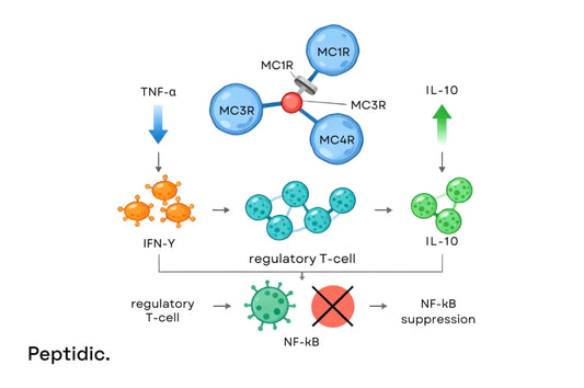 How PT-141 Modulates Inflammatory Responses in Autoimmune Disorders?