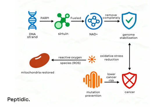 How Does NAD+ Connect DNA Repair to Lower Cancer Risk?